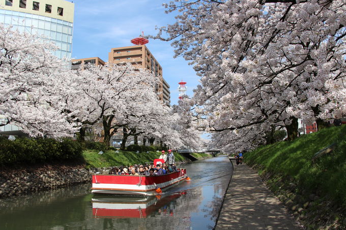 松川遊覧船／松川の桜