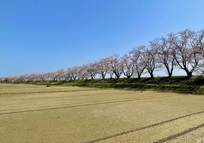 塩の千本桜と神通川さくら堤
