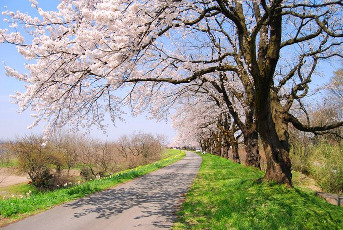 塩の千本桜1