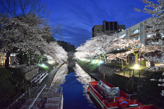 松川べりの夜桜1