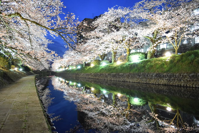 松川べりの夜桜２