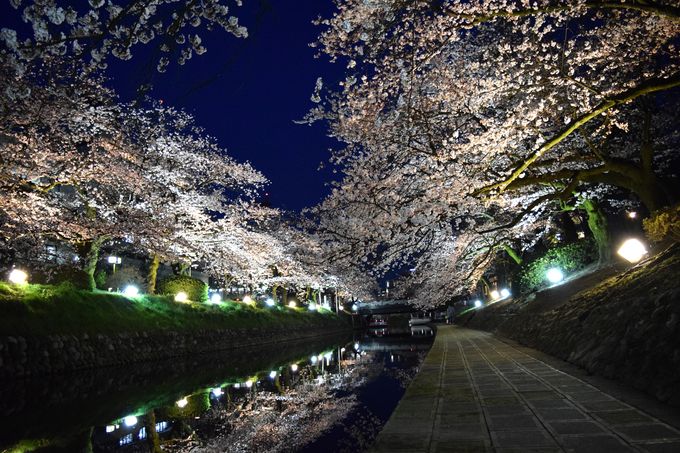 松川べりの夜桜３