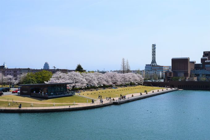 富岩運河環水公園の桜1