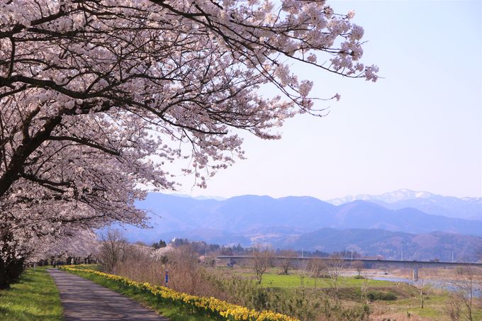 塩の千本桜2