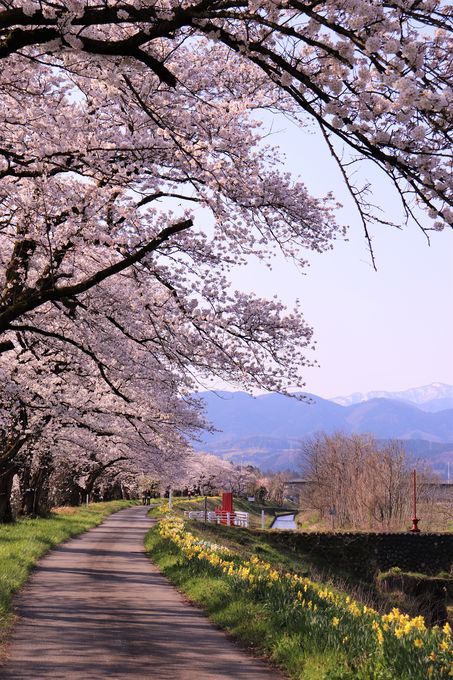 塩の千本桜3