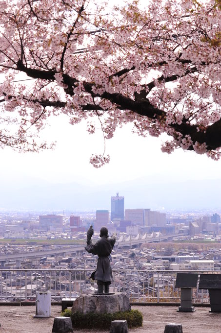 呉羽山の桜2