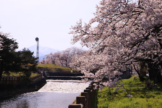 常西用水プロムナードの桜1