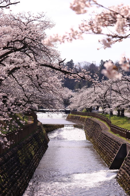 常西用水プロムナードの桜2