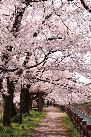 磯部提の桜1