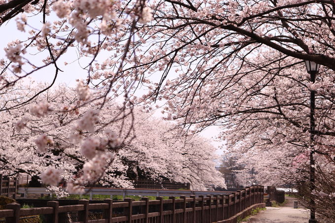 磯部提の桜2