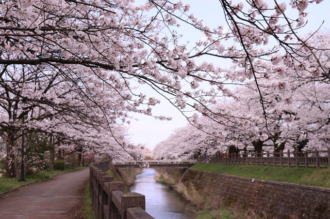 磯部提の桜3