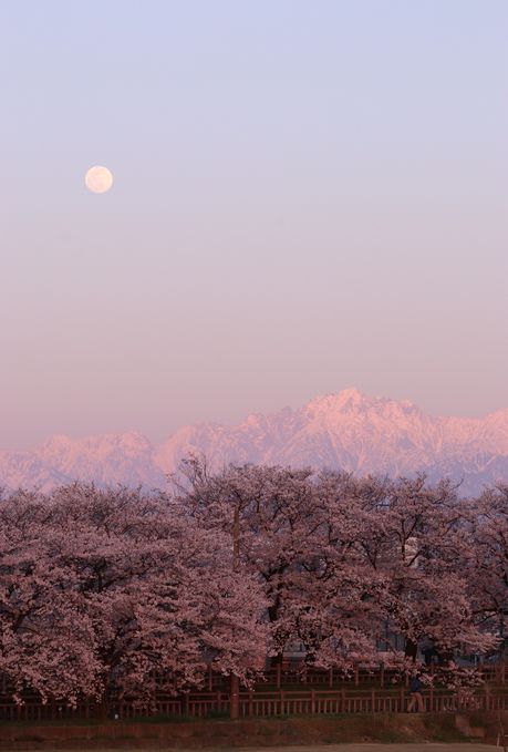 磯部提の桜と立山連峰