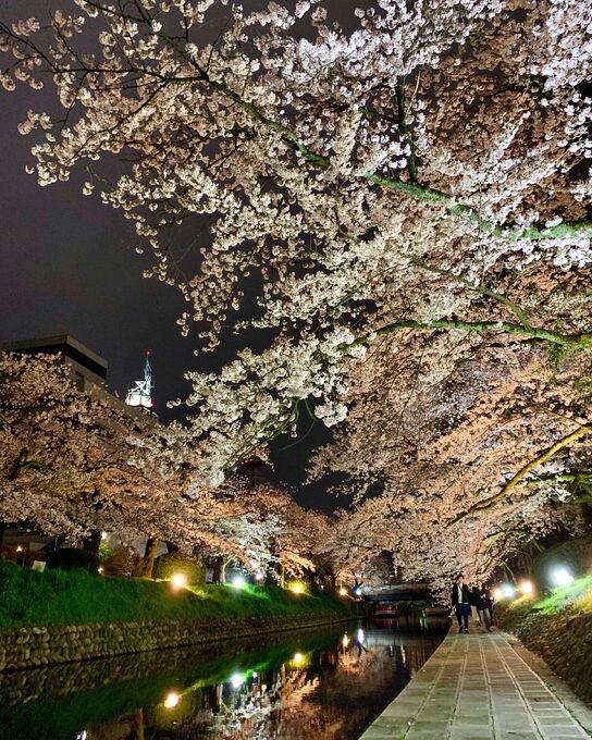 松川べりの夜桜4