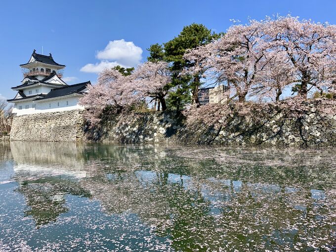 富山城(春)