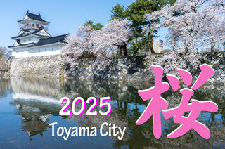 🌸桜開花予想日4/2🌸2025(令和7年) 富山市 ”桜” の名所特集