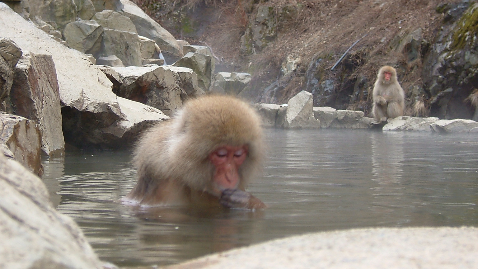 Jigokudani Wild Monkey Park (“Snow Monkeys”)