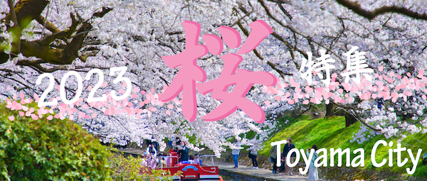 2023桜特集