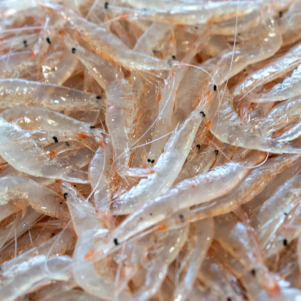 白エビ漁解禁！ 富山湾が育む白エビの魅力に迫る - すしのまち とやま