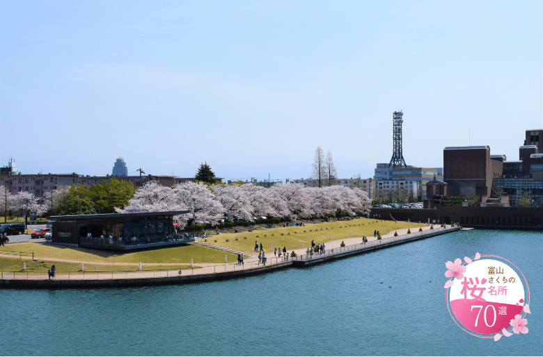 Cherry blossoms at Fugan Canal Kansui Park