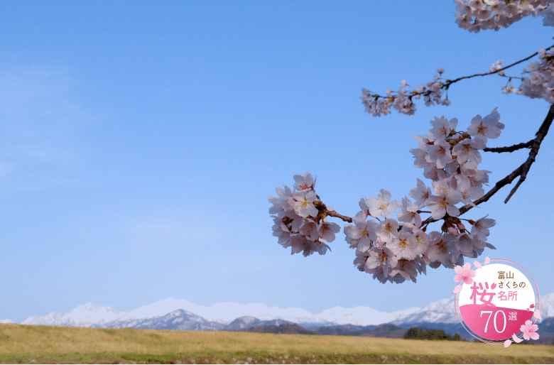 Cherry blossoms along the Jōsai Waterway Promenade