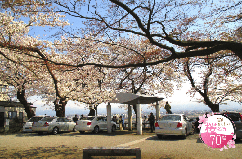 Cherry blossoms at Kurehayama Park