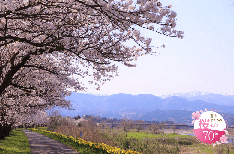 Jinzu River Cherry Blossom Embankment and Shio no Senbonzakura (Senbonzakura)