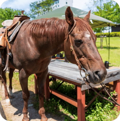 Horseback riding experience