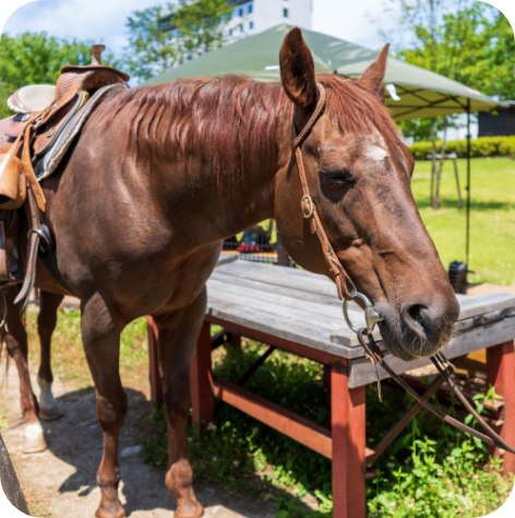 乗馬体験