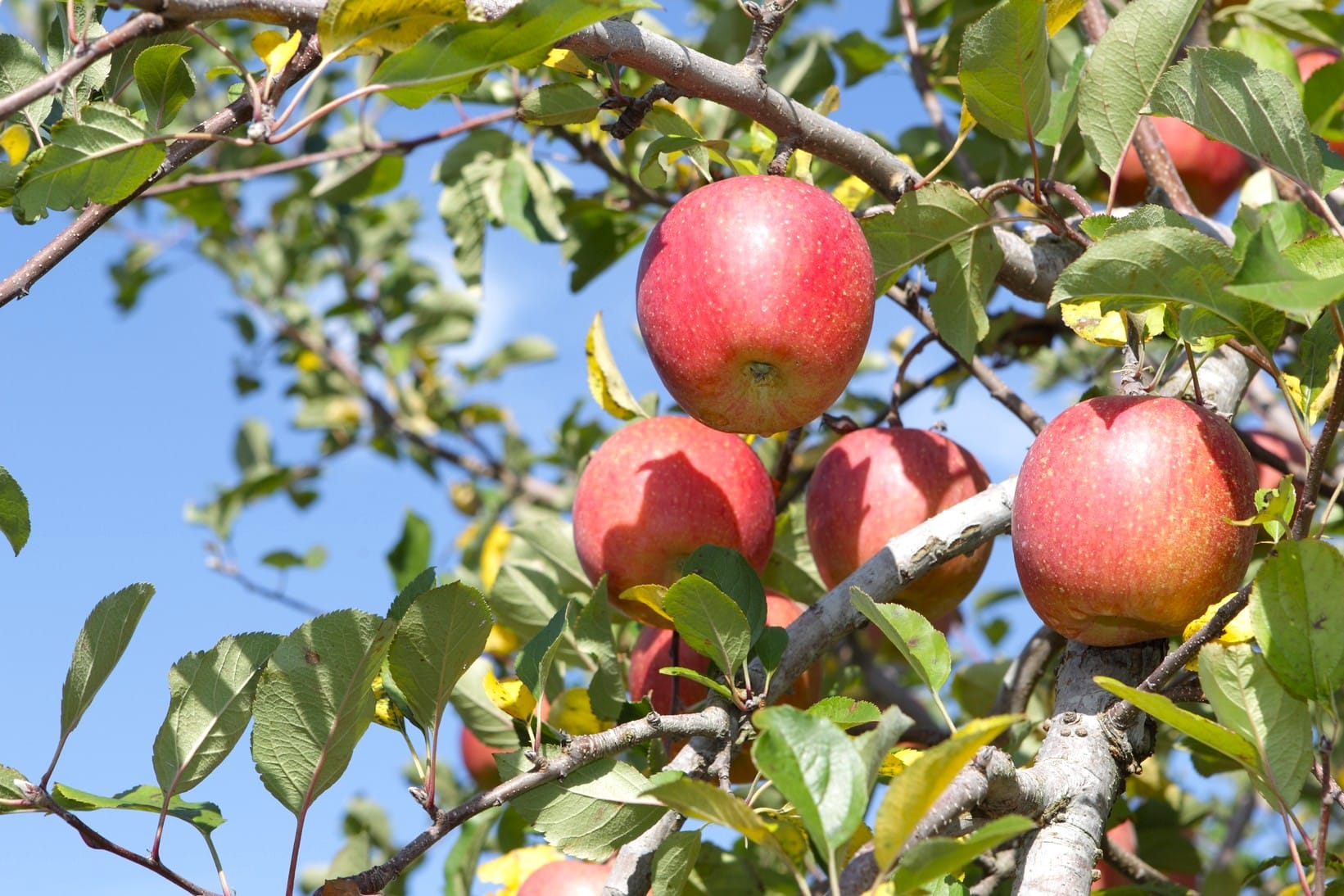 Yamada Apples / Apple Picking - Toyama City Official Tourism Website