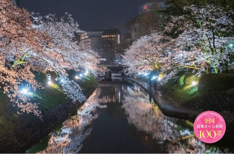 松川べりの夜桜