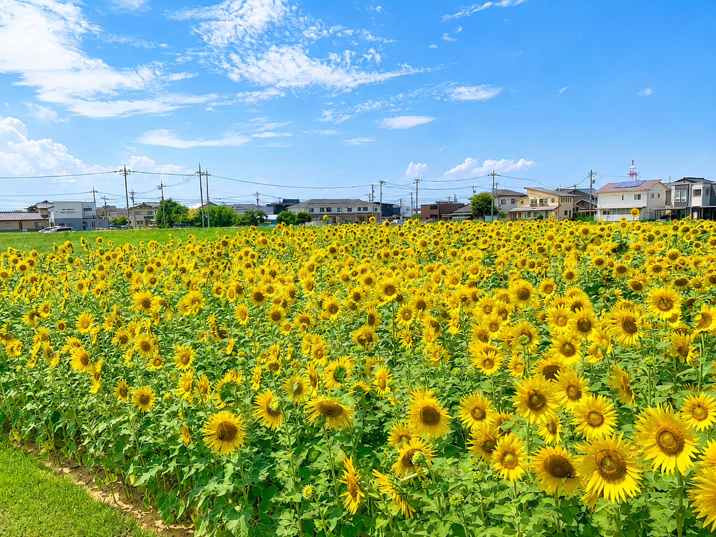 2026年度版 富山市ひまわりスポット5選 - 富山市公式観光サイト