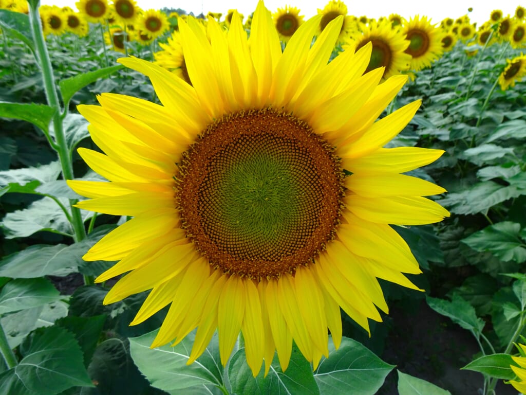 ひまわり畑へ行こう。
